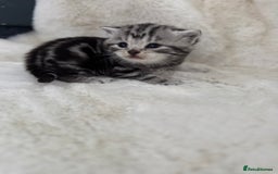 British Shorthair cats for sale: GCCF British shorthair silver tabby kittens  - Image 1