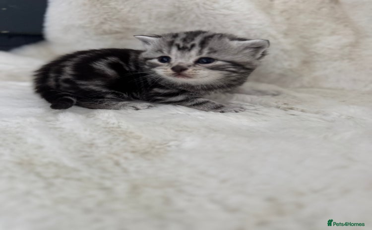 British Shorthair cats - Advert 1