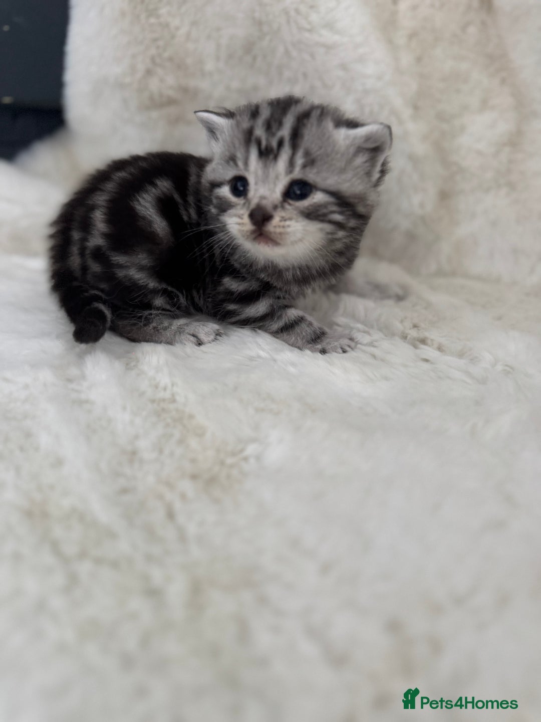 British Shorthair cats for sale: GCCF British shorthair silver tabby kittens  - Image 1