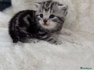 British Shorthair cats - Advert 16