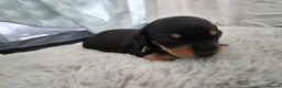 Miniature Dachshund dogs for sale: 3 beautiful male miniature daschunds avaliabke in Plymouth - Advert 5