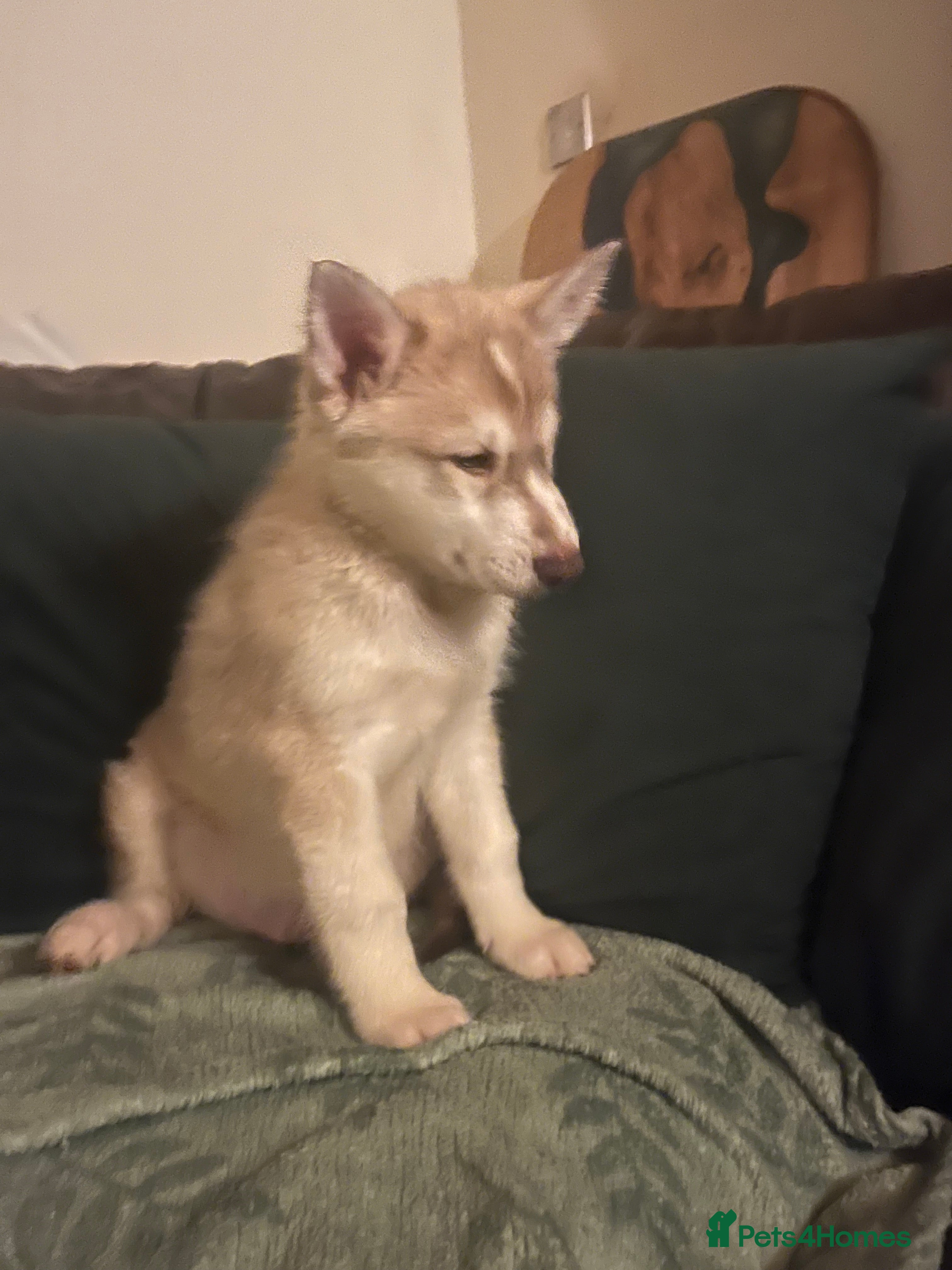 Northern Inuit dogs Northern Innuit puppies  - Advert 14