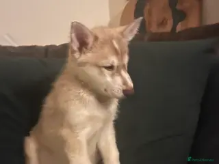 Northern Inuit dogs Northern Innuit puppies - Advert 14