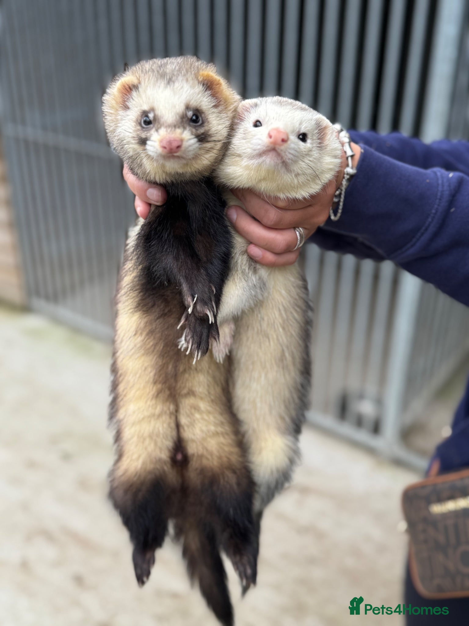 Ferret rodents for sale: 2 male ferrets in York - Advert 1