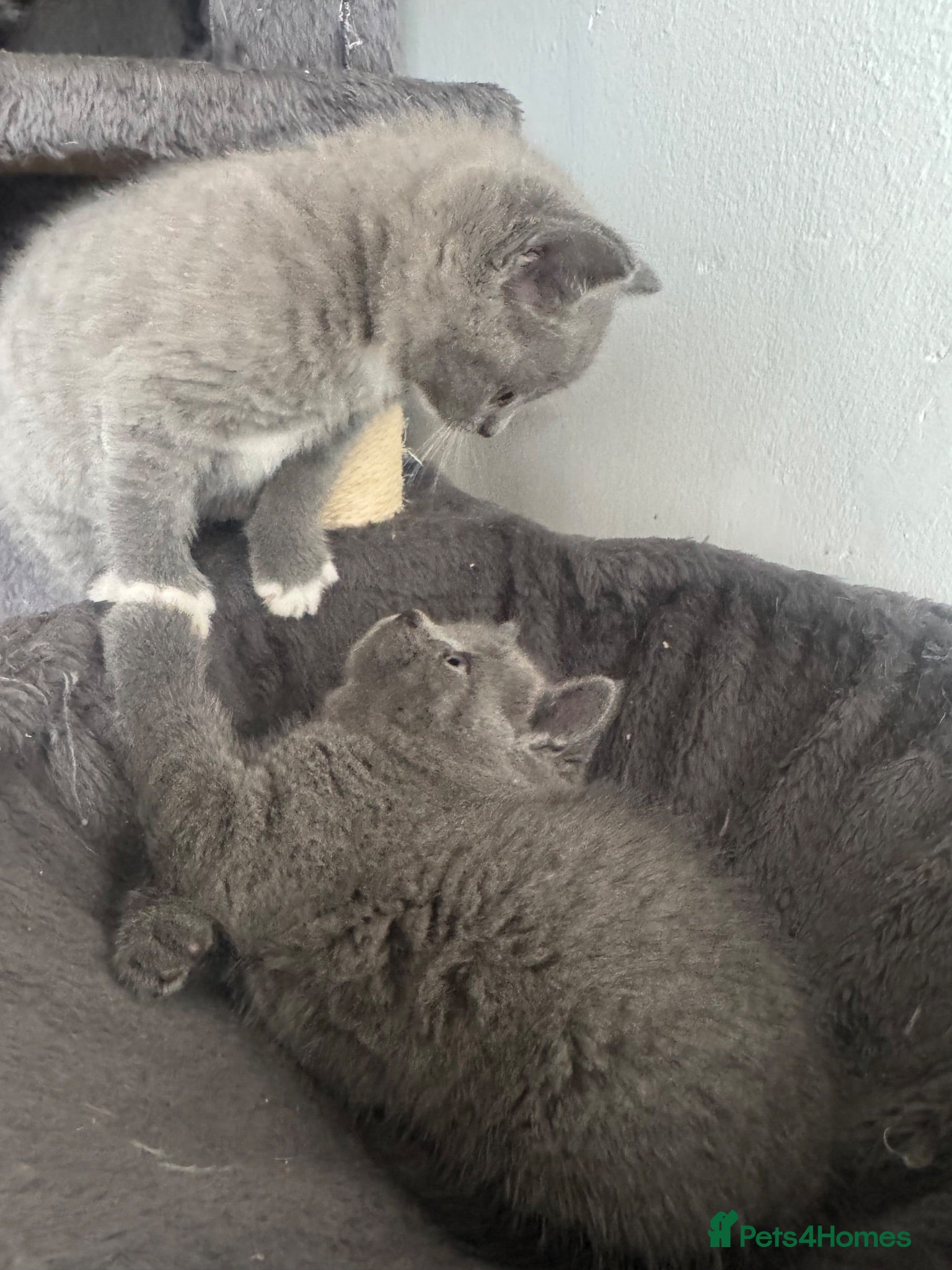 British Shorthair cats Stunning British Blue shorthairs ♥️ - Advert 1