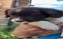 Sprollie dogs for sale: Border Collie x Springer Spaniel pups - Image 11