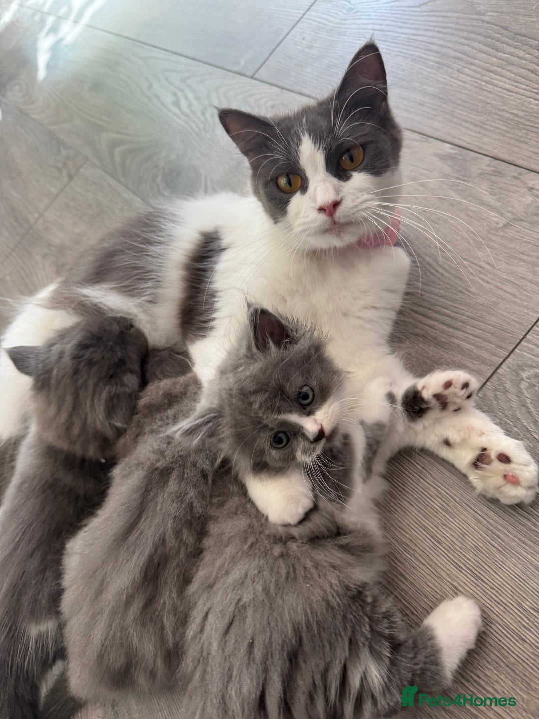 British Longhair cats for sale: British longhair kittens  - Advert 1