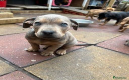 American Bull Staffy dogs for stud: Crash Bandicoot Staffweiler e ATAT d DNA tested ✅✅ - Image 28