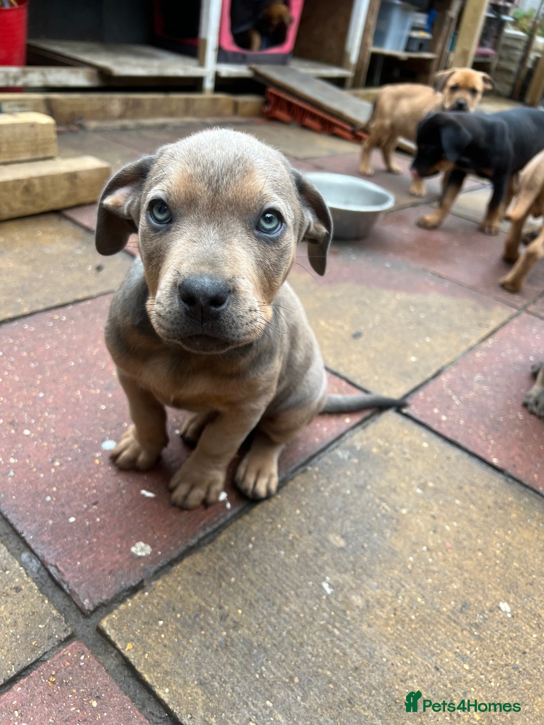 American Bull Staffy dogs for stud: Crash Bandicoot Staffweiler e ATAT d DNA tested ✅✅ - Image 28