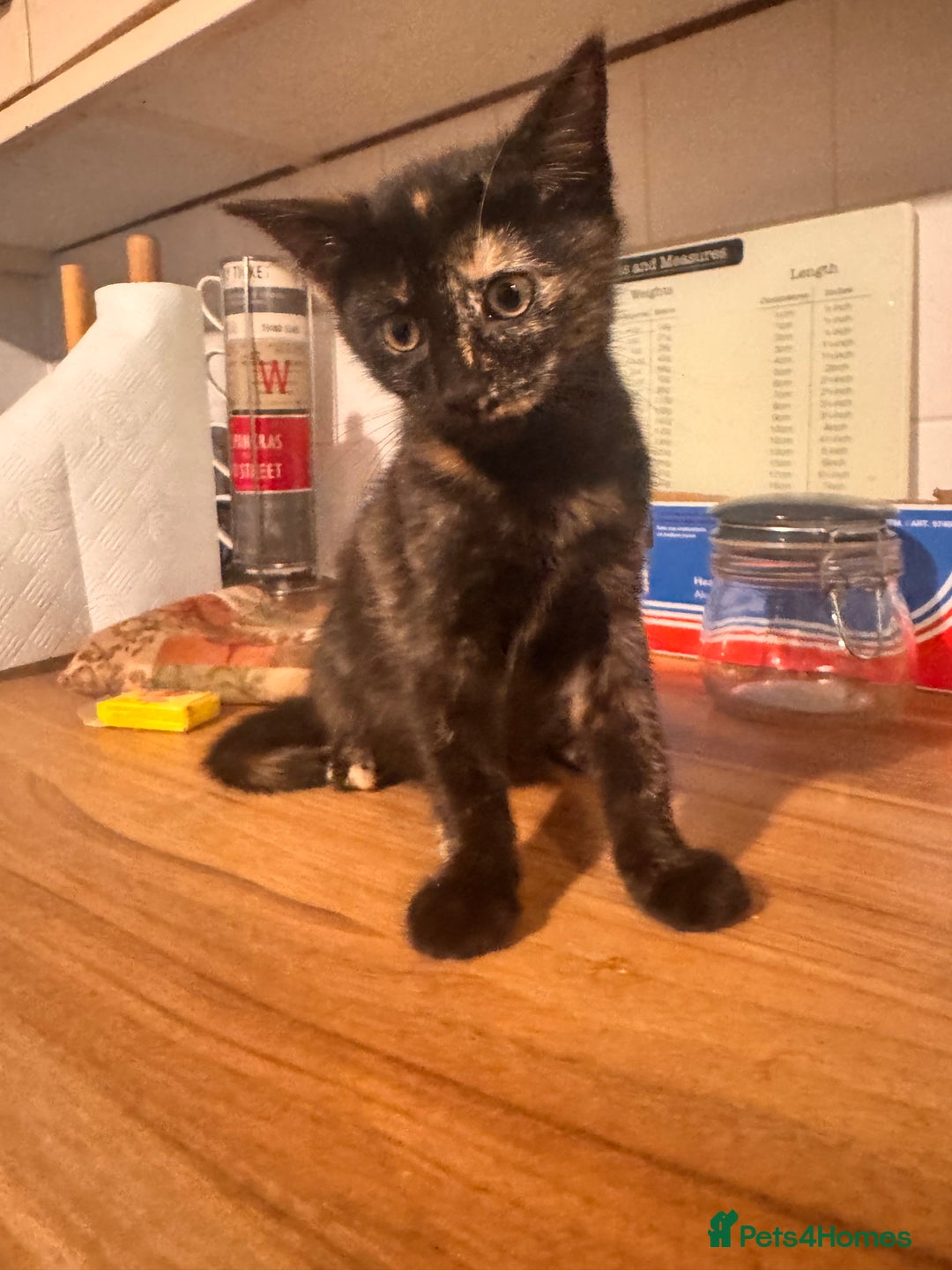 Domestic Shorthair cats for sale: 3 kittens for sale - Advert 10