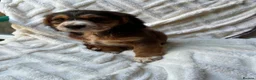 Cocker Spaniel dogs for sale: 9 Gorgeous Cocker Spaniel Puppies For Sale! - Advert 9