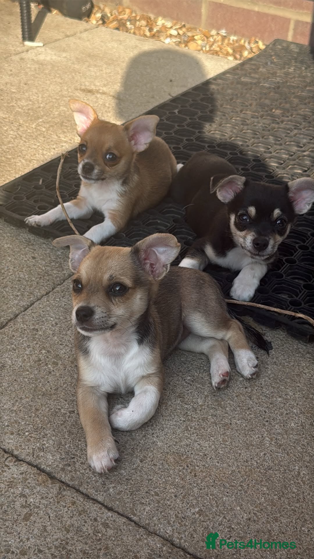 Mixed Breed dogs for sale: Chihuahua cross patterdale terrier puppies - Advert 1
