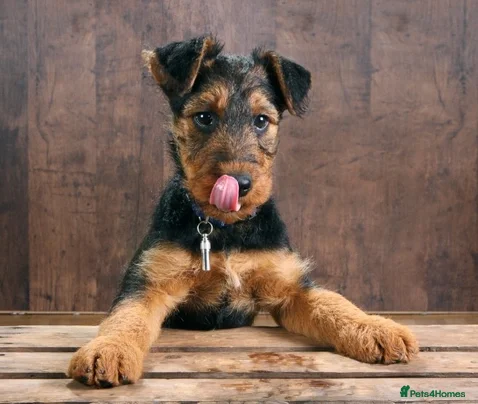 Aegean cats test aedvert - Advert 1