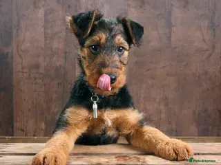 Aegean cats test aedvert - Advert 3