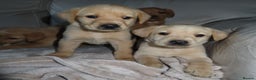 Labrador Retriever dogs for sale: Beautiful Labradors for sale  - Advert 4