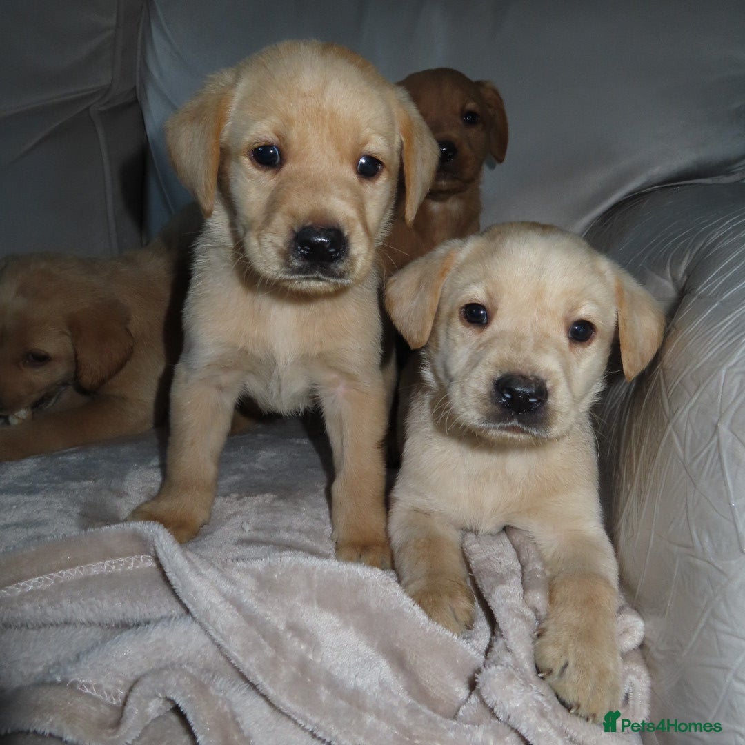 Labrador Retriever dogs for sale: Beautiful Labradors for sale  - Advert 4