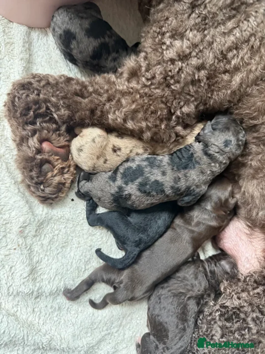 Cockapoo dogs for stud: Blue Merle Cockapoo for stud - proven - Advert 2