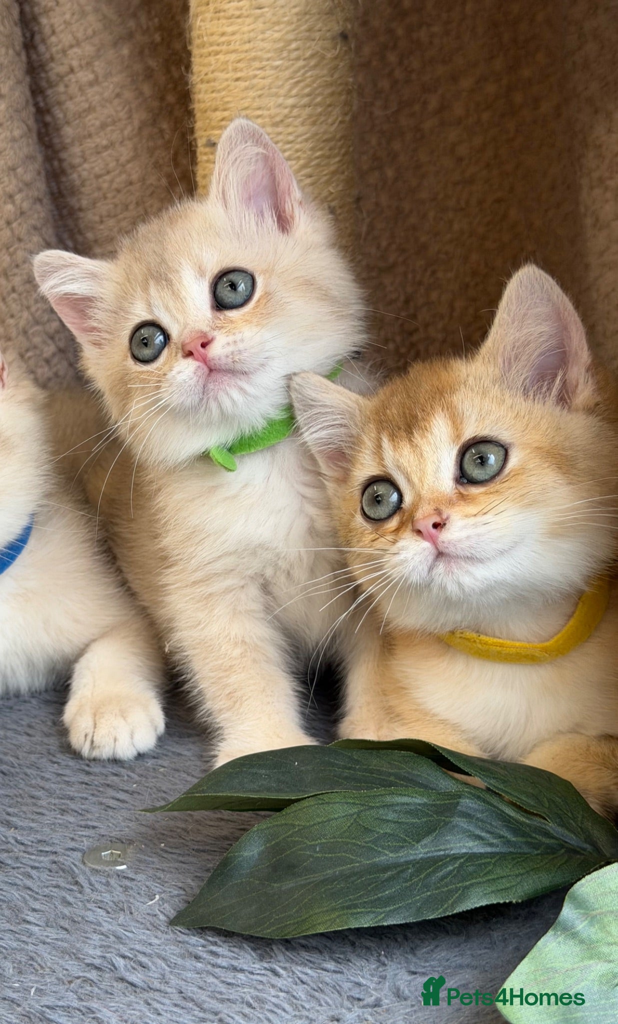 British Shorthair cats British shorthair blue/black golden kittens GCCF  - Advert 1