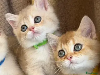 British Shorthair cats British shorthair blue/black golden kittens GCCF - Advert 11