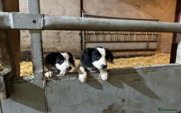 English Springer Spaniel dogs for sale: Springer spaniel pups for sale  - Advert 13