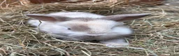 Mini Lop rabbits for sale: Beautiful coloured mini lops - Advert 16