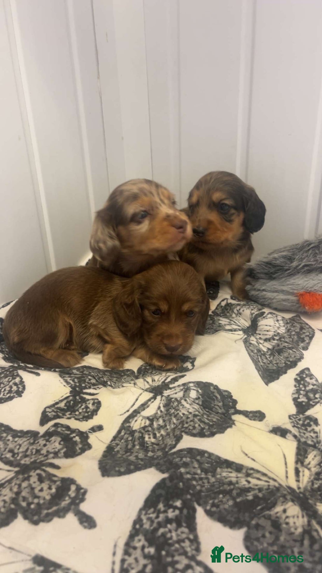 Miniature Dachshund dogs for sale: Long haired dapple miniature Dachsund puppies - Image 6