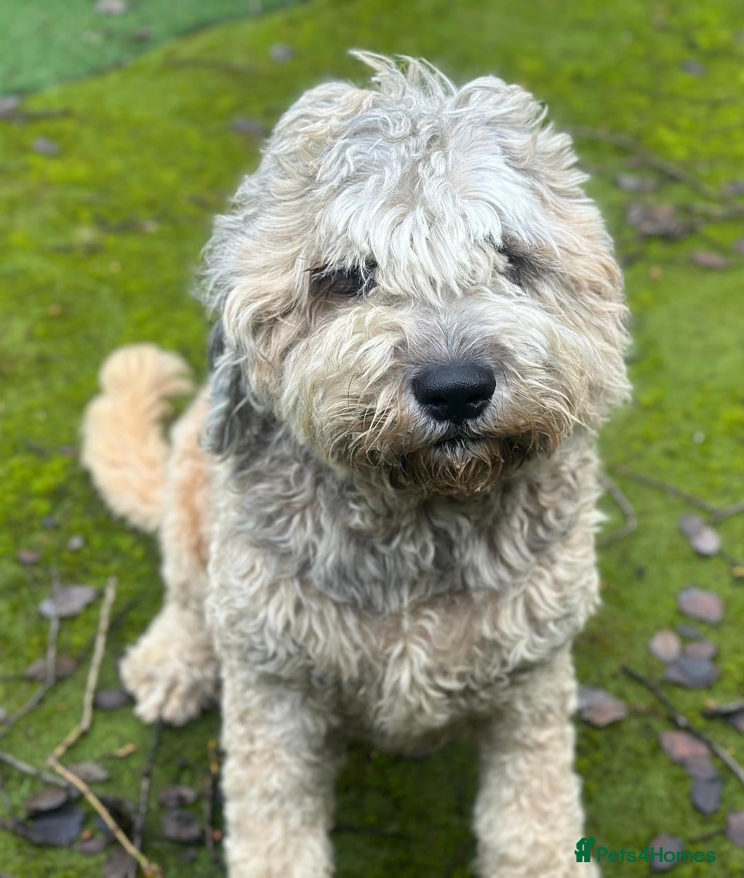 Mixed Breed dogs F1 SAINTBERNADOODLE GIRL - Advert 5