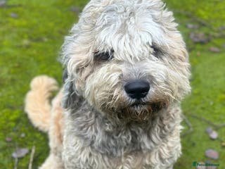 Mixed Breed dogs F1 SAINTBERNADOODLE GIRL - Advert 5