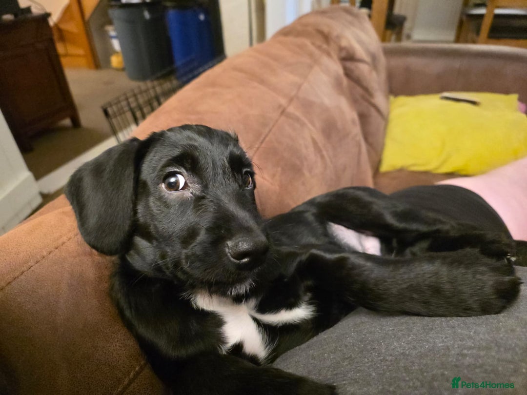 Mixed Breed dogs for sale: 1 Springer Schnoodle puppy left!! Available now - Advert 3