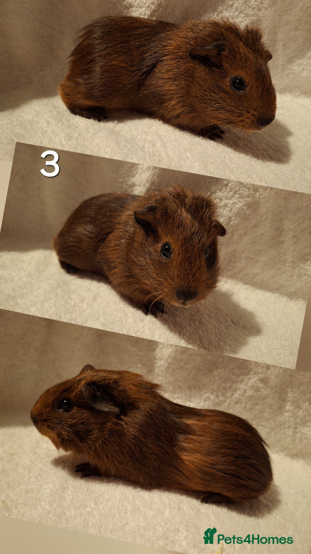 Guinea Pig rodents for sale: Lovely guineas seeking new homes 🏡  - Advert 3
