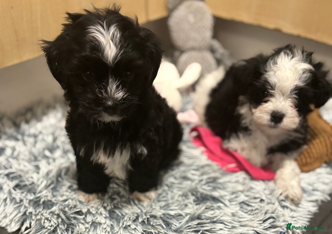 Mixed Breed dogs for sale: READY NOW,super cute maltese/chinese crested pups - Image 10