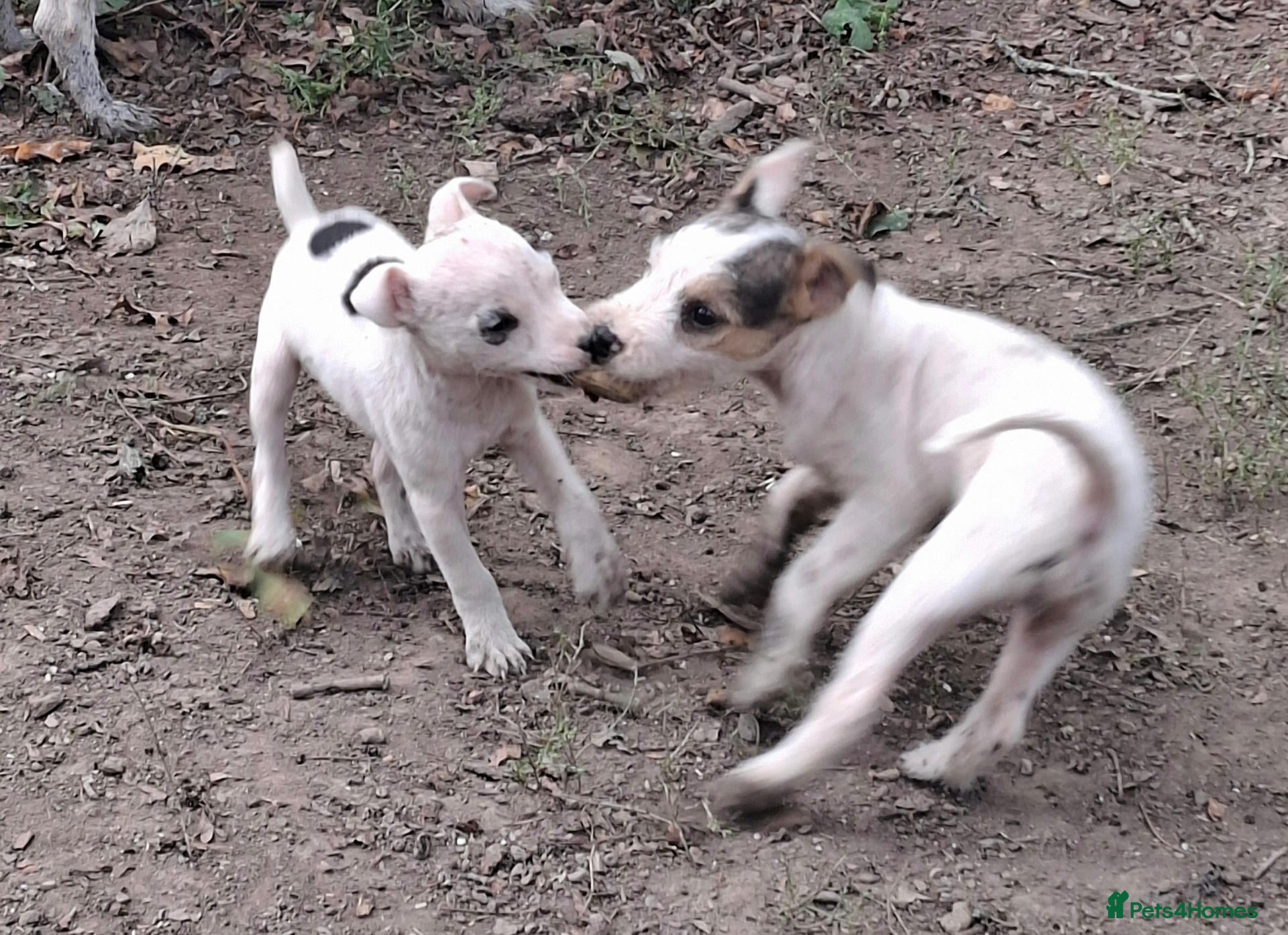 Jack Russell dogs Fully vaccinated JRT male puppies - Advert 2