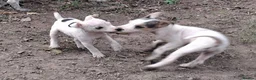 Jack Russell dogs for sale: Fully vaccinated JRT male puppy - Advert 3