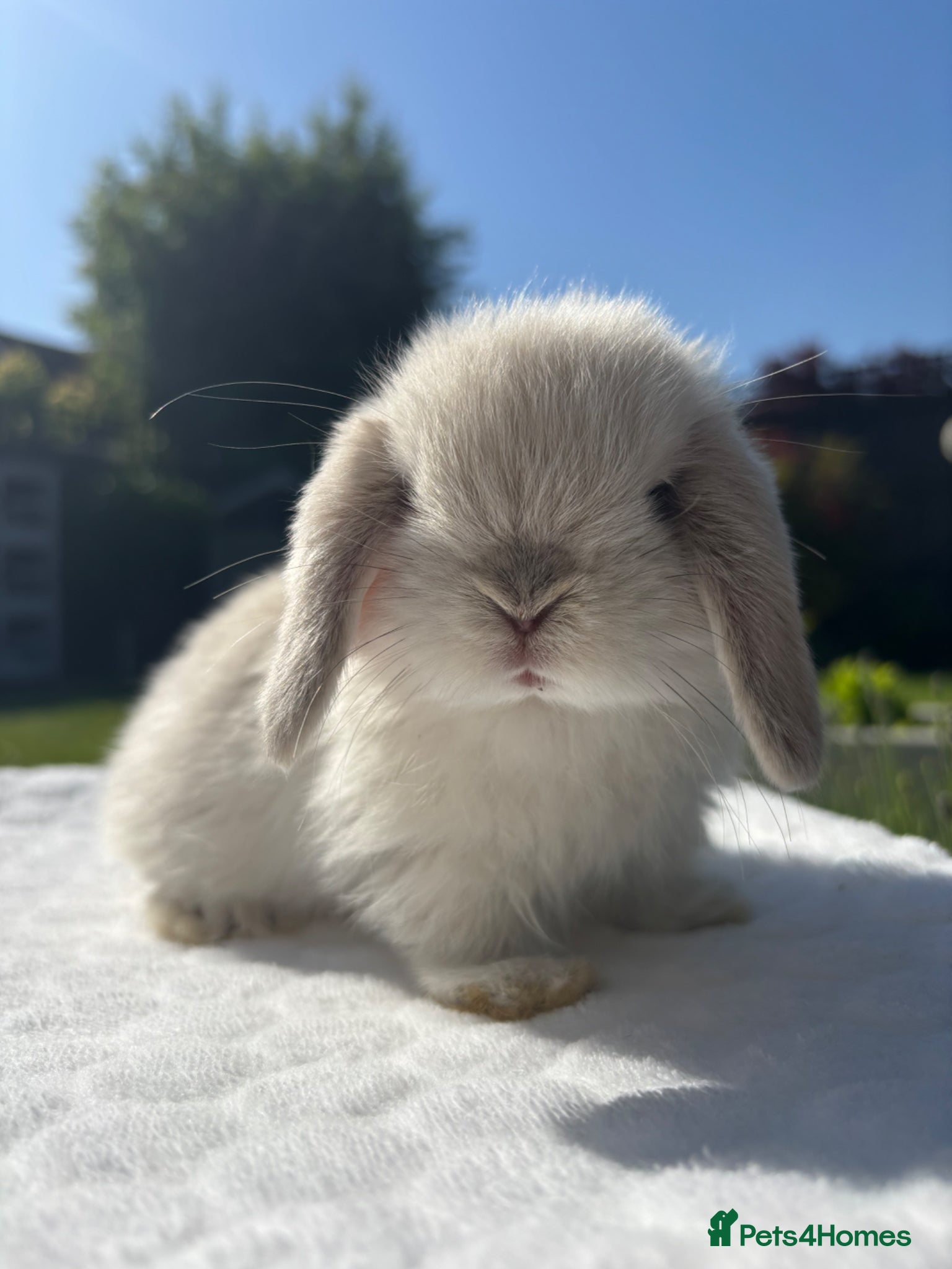 Mini Lop rabbits Gorgeous Pure Bred Mini Lop Baby Rabbits - Advert 1