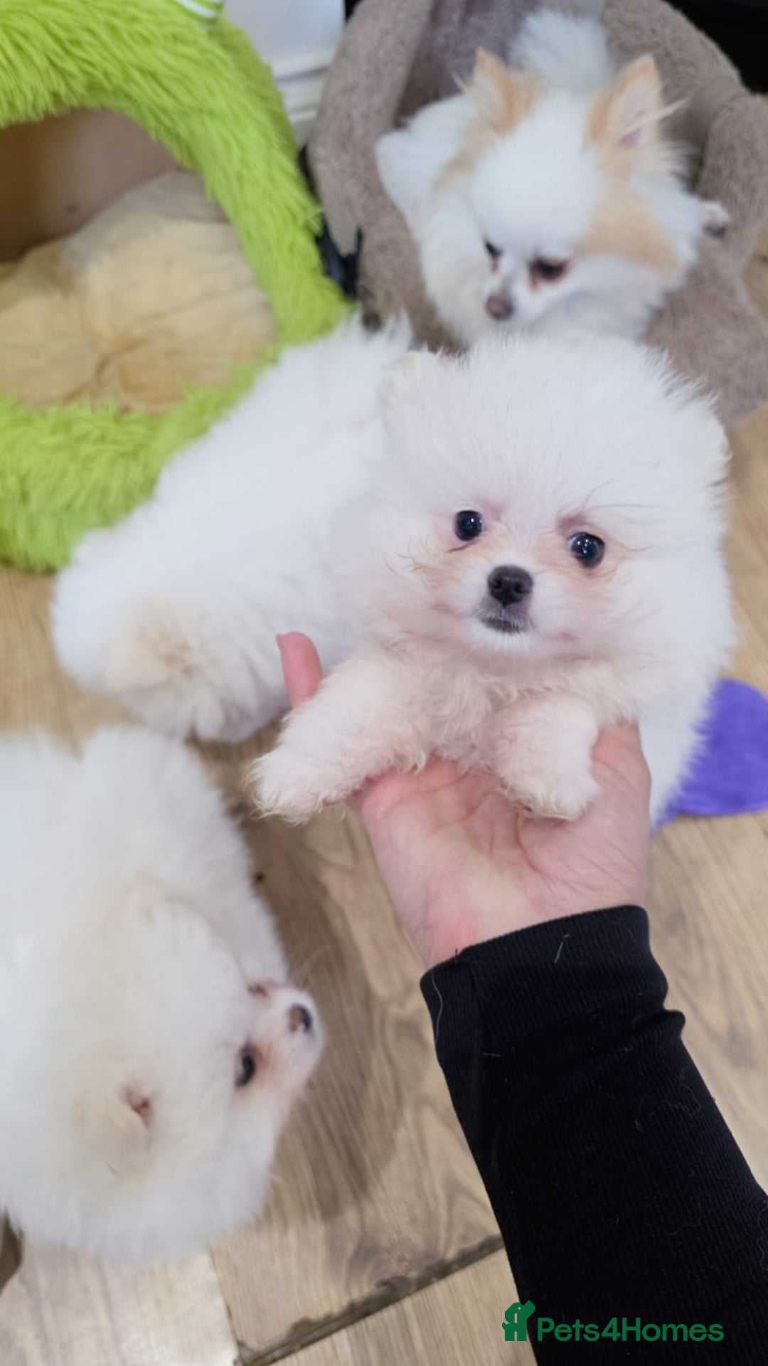 Pomeranian dogs for sale: Pomeranians of the original breed  - Image 3