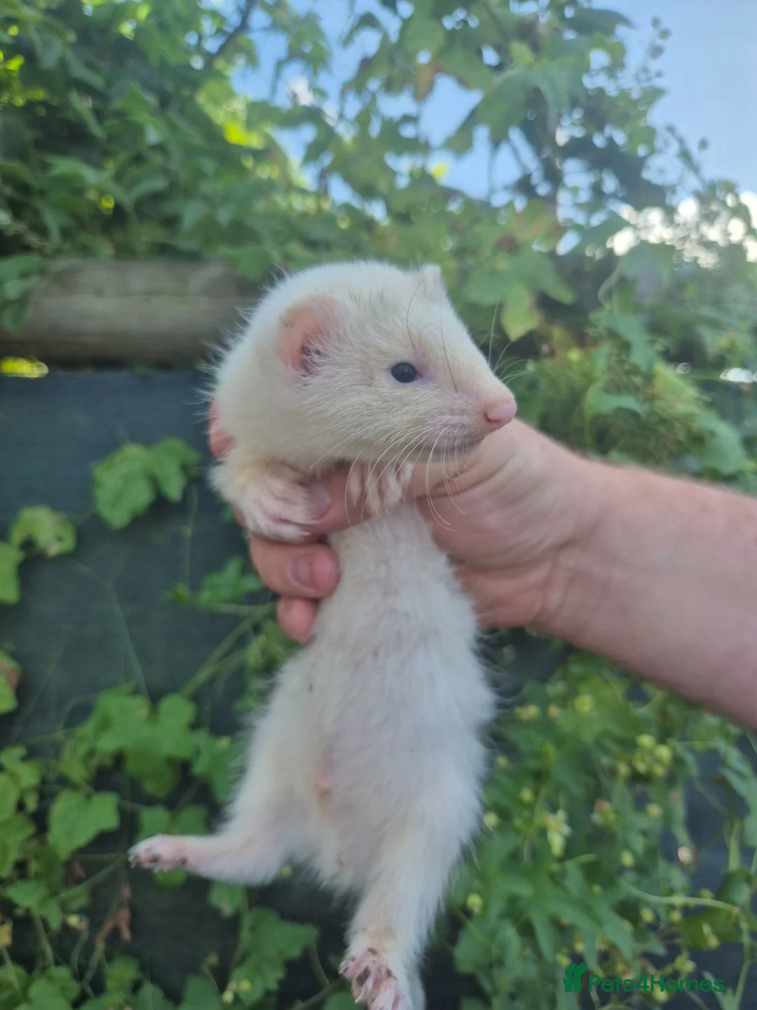 Ferret rodents for sale: 💚 Adorable well handled baby ferrets available 💚 - Advert 10