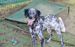 English Setter dogs for adoption: Dharma - Image 1