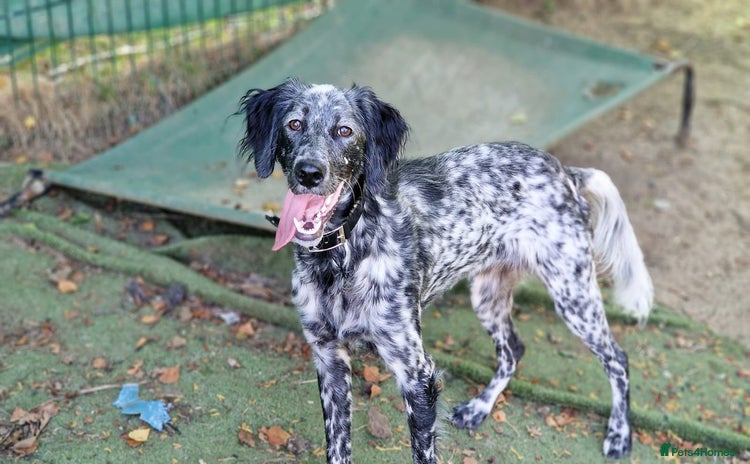 English Setter dogs - Advert 2