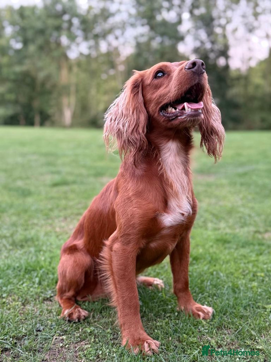 Cocker Spaniel dogs for stud: Proven Red KC REG Working Cocker Spaniel STUD in Chelmsford - Advert 13