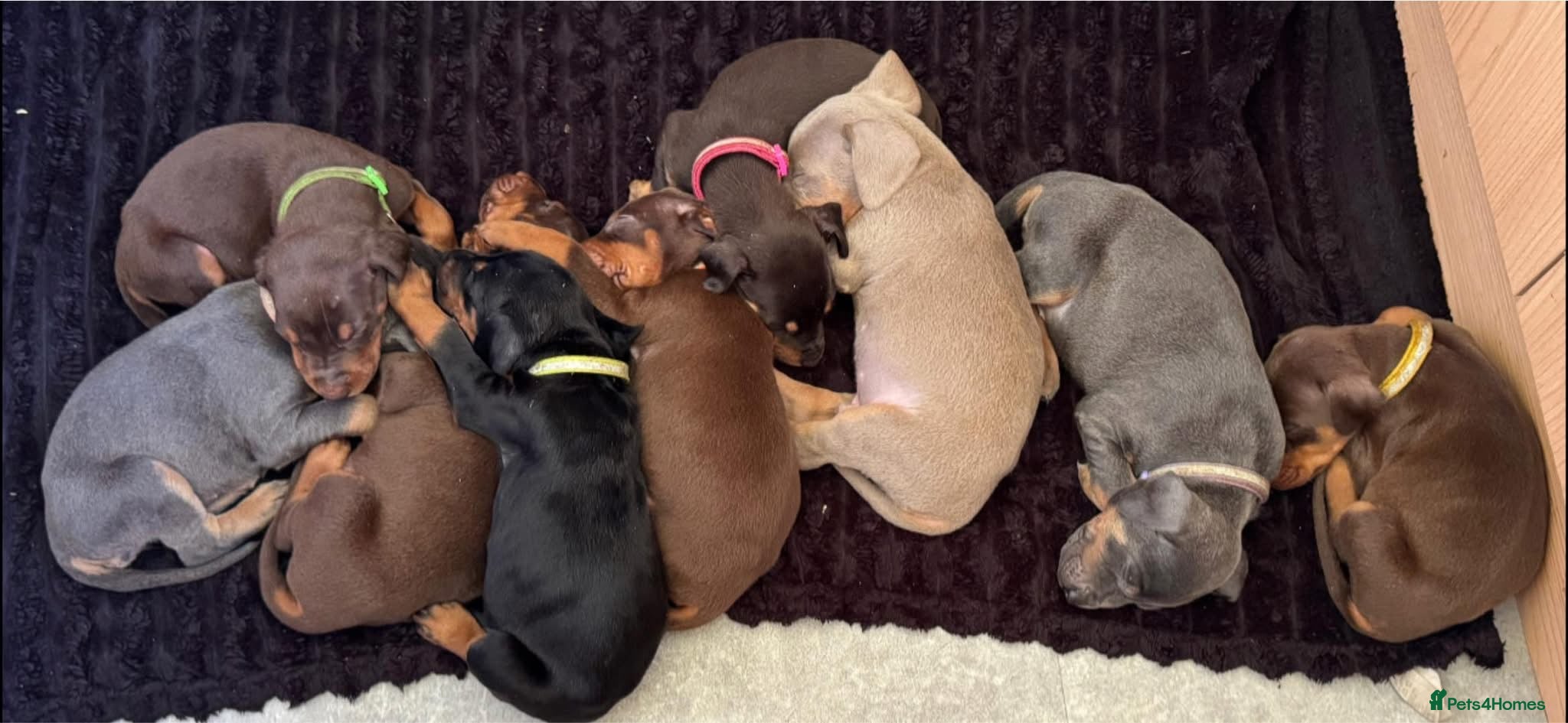 Dobermann dogs Kc reg health tested Doberman’s  - Advert 10