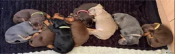 Dobermann dogs for sale: Kc reg health tested Doberman’s price dropped - Advert 5