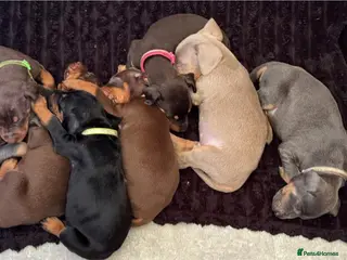 Dobermann dogs Kc reg health tested Doberman’s - Advert 10