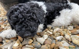 Saint Bernard dogs for sale: St Berdoodle (Saint Bernard standard Poodle) - Image 36