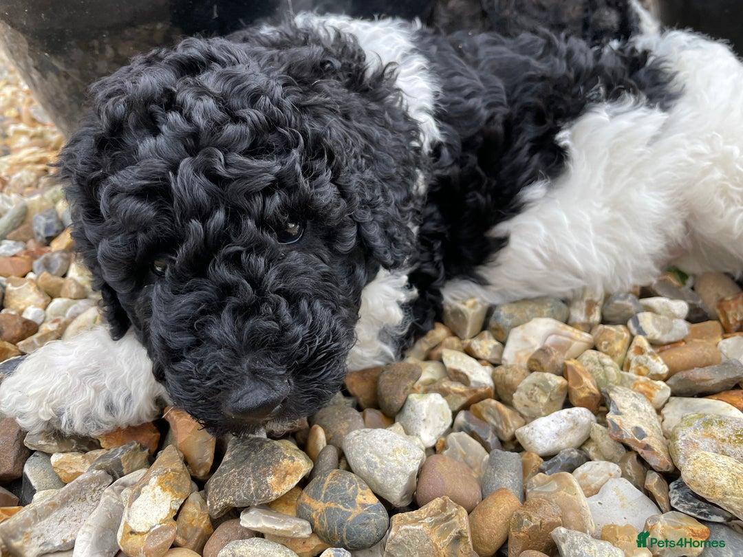 Saint Bernard dogs for sale: St Berdoodle (Saint Bernard standard Poodle) - Image 36