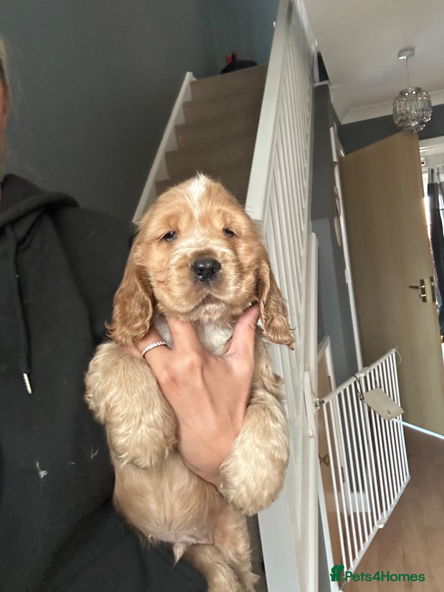 Cocker Spaniel dogs 1 stunning true to the type show cocker 🐶  - Advert 13