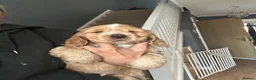 Cocker Spaniel dogs for sale: 1 SHOW stunning true to the type show cocker 🐶  - Advert 10