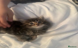 Ragdoll cats for sale: Ragdoll x Maincoone loving babies - Image 15