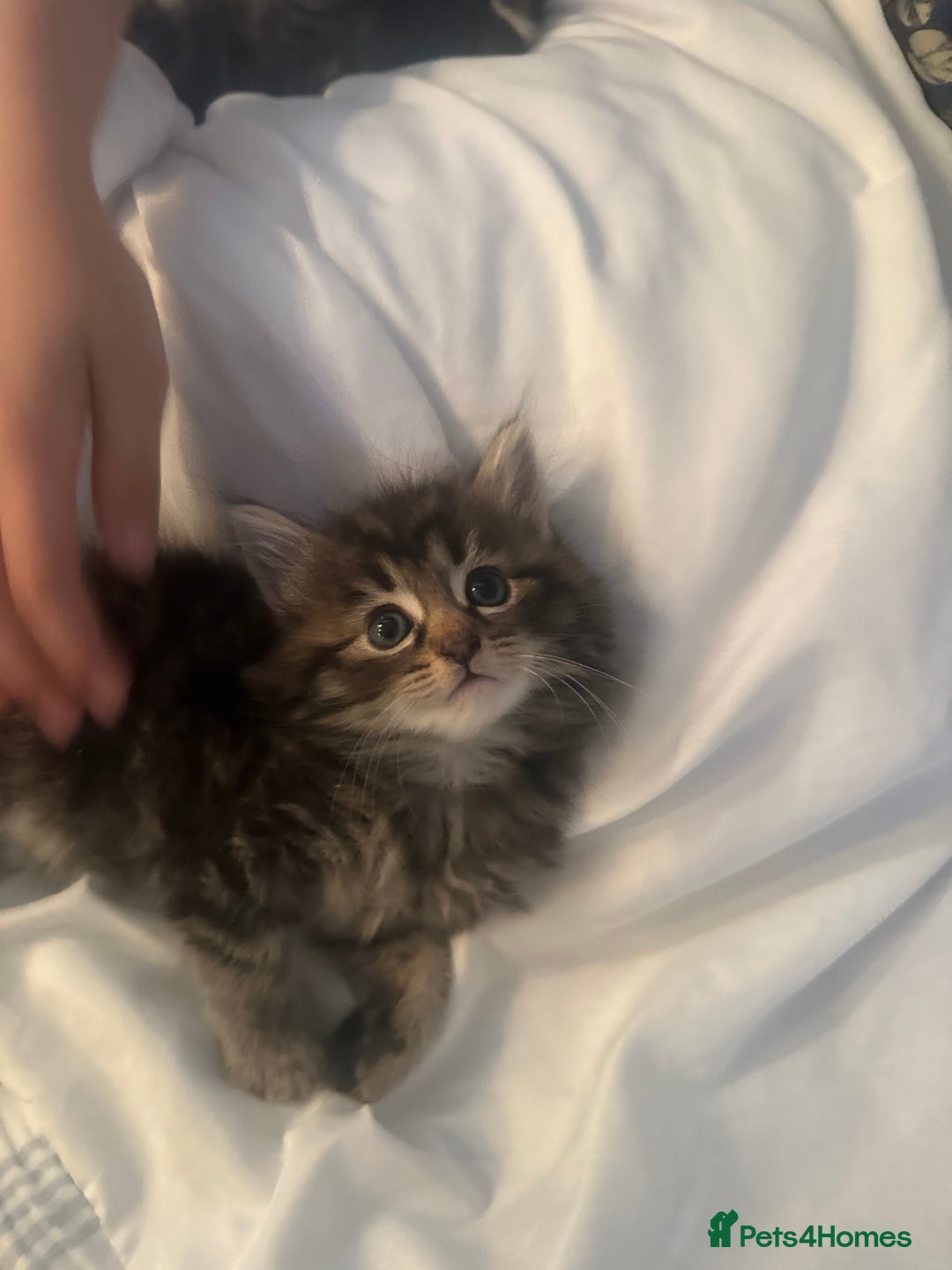 Ragdoll cats for sale: Ragdoll x Maincoone loving babies - Image 15
