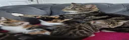 Mixed Breed cats for sale: 5 gorgeous kittens - Advert 9
