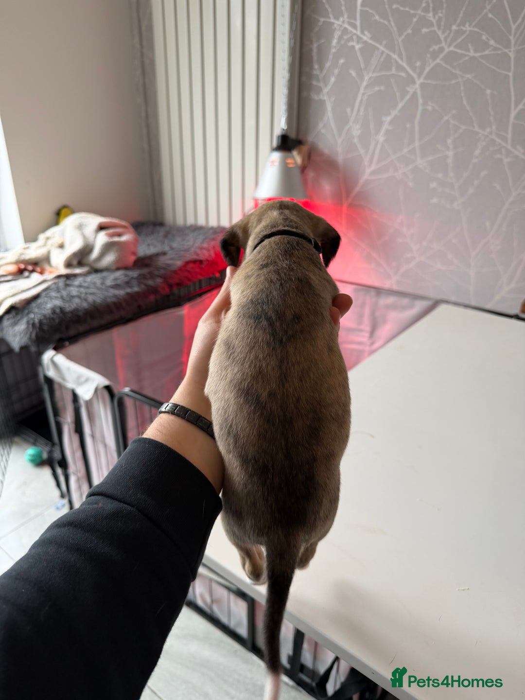 Mixed Breed dogs for sale: Bedlington x Whippet - Advert 24